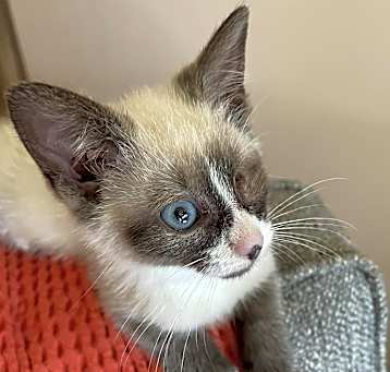 Photo of Shiloh