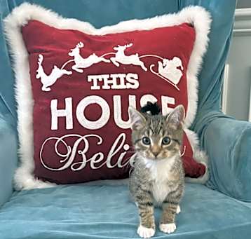 Photo of Lenny ADOPTED