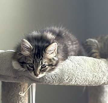 Photo of Oreo