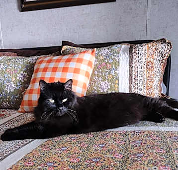 Photo of Bentley