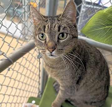 Photo of Sweet Pea