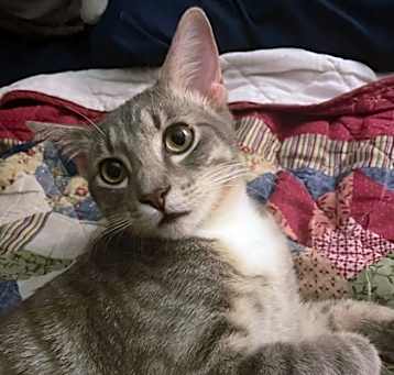 Photo of Barley
