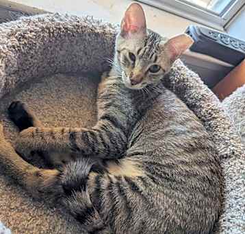 Photo of GRETEL