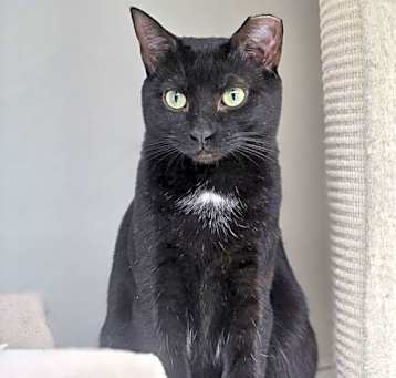 Photo of Pepper