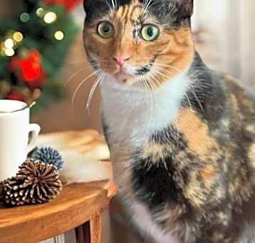Photo of Sweet Pea
