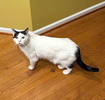 Photo of Hank