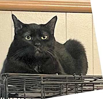 Photo of BeeGee (In/Out)
