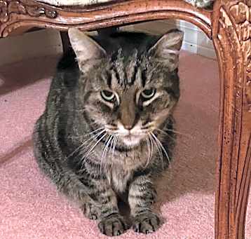 Photo of HANDSOME BUSTER