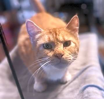 Photo of Starfire (TT)