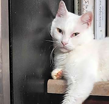 Photo of Tommy