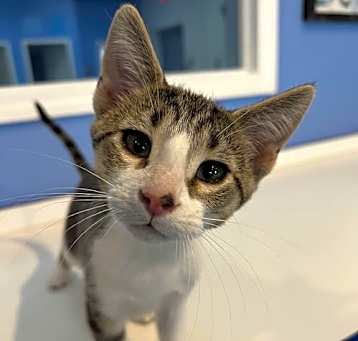 Photo of C278 Litter Dracula