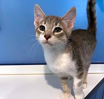 Photo of C278 Litter Beetlejuice