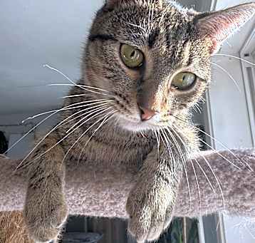 Photo of Sybil