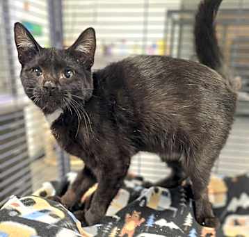 Photo of Onyx