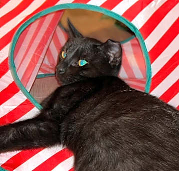 Photo of Lucky