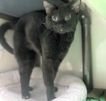 Photo of Velveteen