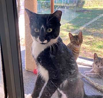 Photo of Boots aka Bootsie