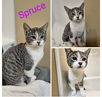 Photo of Spruce