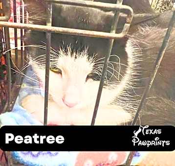 Photo of Petree