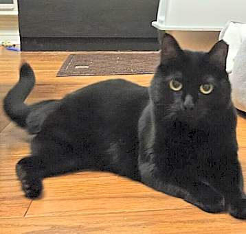 Photo of Sassy "Tripod" 7378