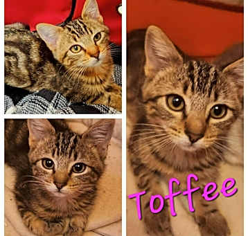 Photo of Toffee