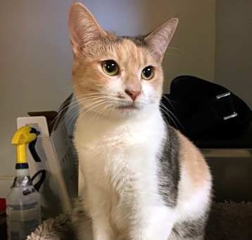 Photo of Celeste