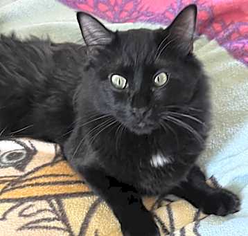 Photo of Bear (Wobble Cat)