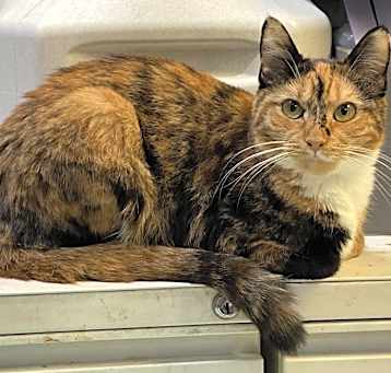 Photo of Mimi (friendly)