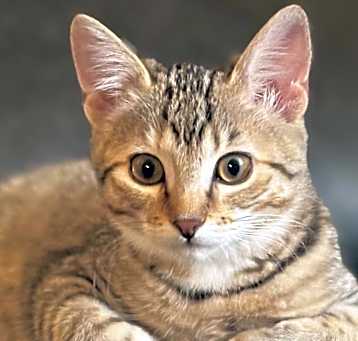 Photo of Belle (Lubbock, TX)
