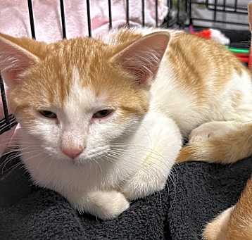 Photo of Budah
