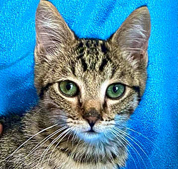 Photo of BUTTONS