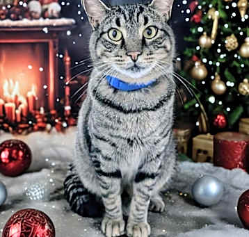 Photo of Almond