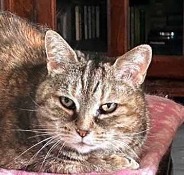 Photo of Lily