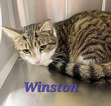 Photo of Winston