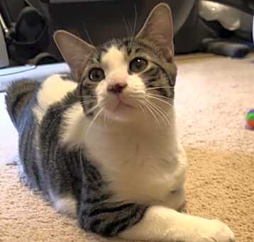 Photo of Alfie