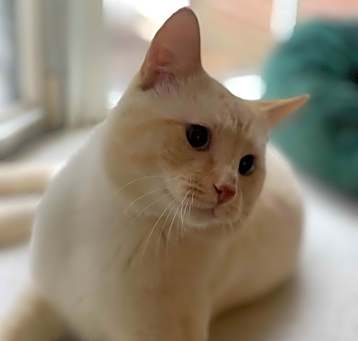 Photo of Mufasa
