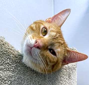 Photo of Orangey