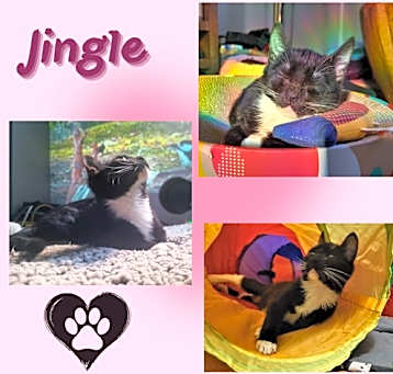 Photo of Jingle and Jangle : Merry and bright CH kittens