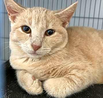 Photo of Aslan