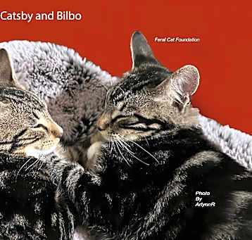 Photo of Catsby and Bilbo