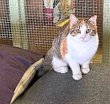 Photo of Carina