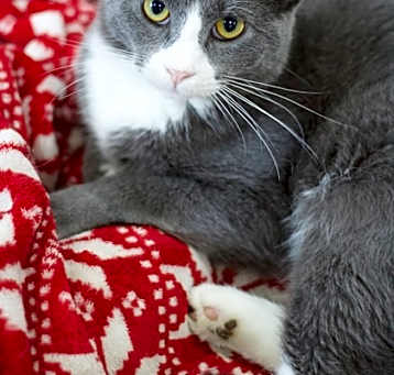 Photo of Castiel