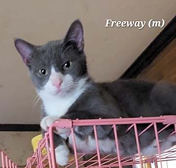 Photo of Freeway