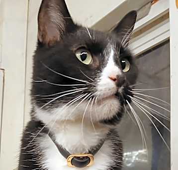 Photo of Thurston