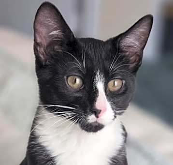 Photo of Percy