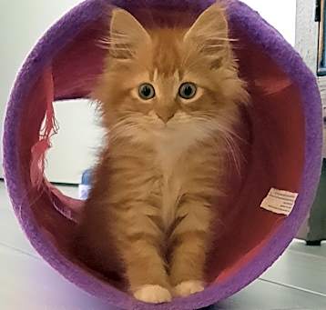 Photo of Red