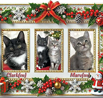 Photo of Christmas Duo