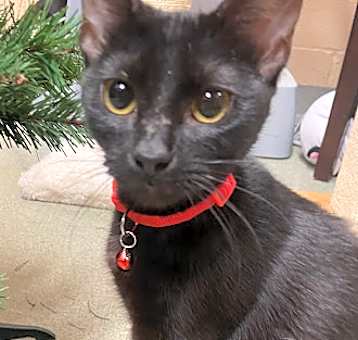 Photo of Raven
