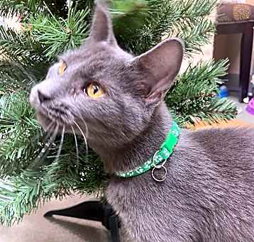 Photo of Stormy