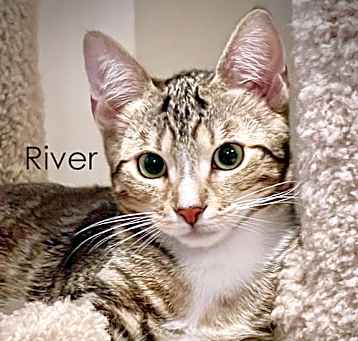 Photo of River